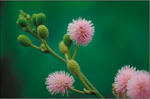 mimosa pigra flowers